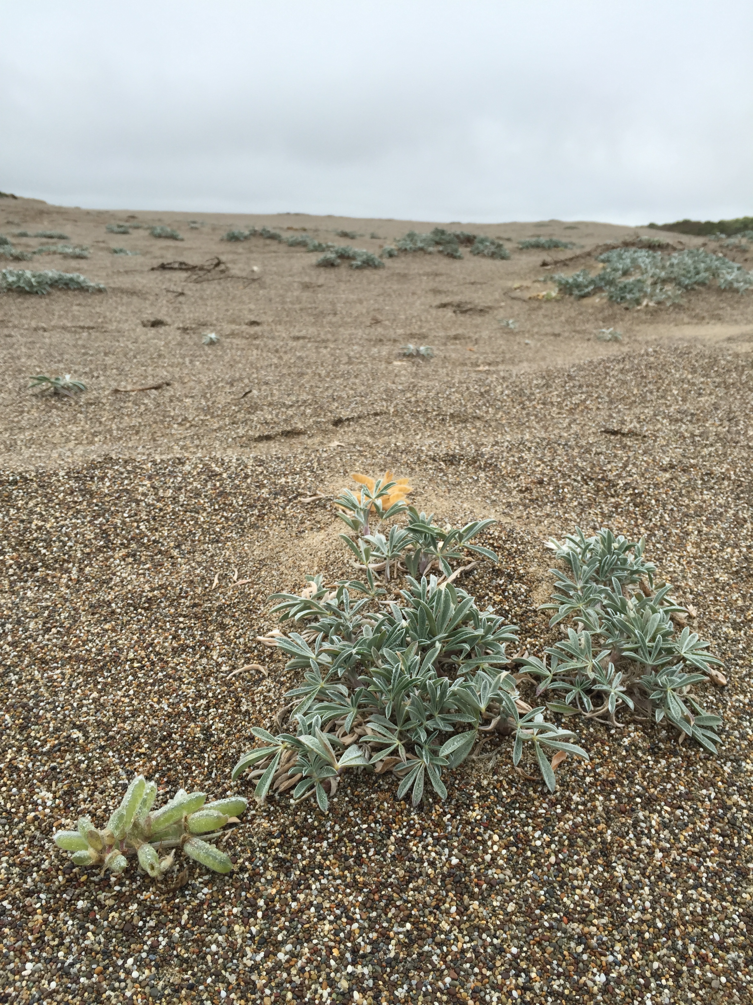 Dunes